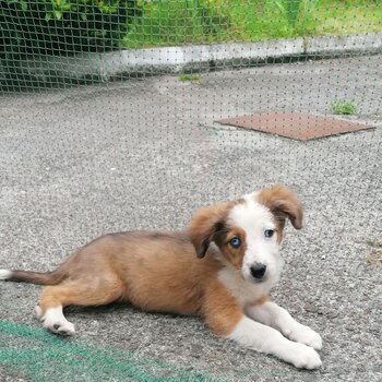 Border collie puppies 