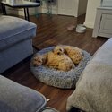 Female and male, golden cockapoo for sale-0