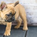 IKC registered French Bulldog -1