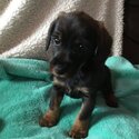 Wire haired dachshund x-3