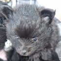 Lovely tiny pomeranians -5