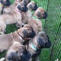 Stunning Bullmastiff pups