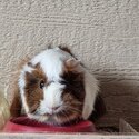 2 Male guinea pigs FREE-1