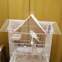 Selling budgie -0