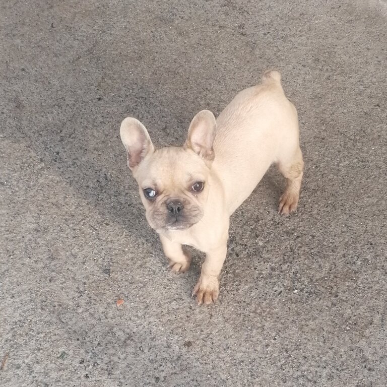 French bulldog puppy 