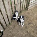 Collie puppies -2