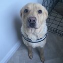 Beautiful Friendly Labrador To Rehome-0