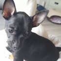 Beautiful fullbreed chihuahua for sale -2