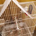 Selling budgie -3