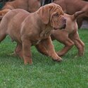 Dogue de Bordeaux puppies-3