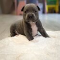 Staffordshire bull terrier -1