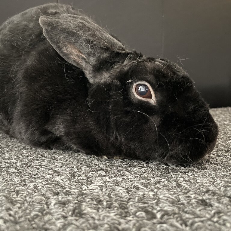 Rabbit for adoption 