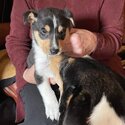 Rare SMOOTH COLLIE pup Tricolour -1