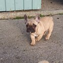 French Bull Dog Puppies-2