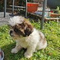 Shih Tzu-3