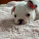 french bulldog-2