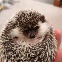 Pygmy Hedgehog-1