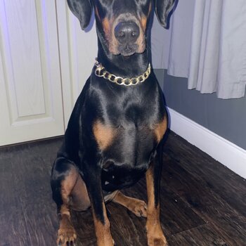 Doberman female 