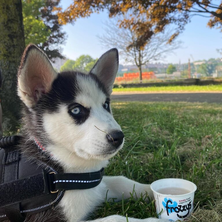 10 Week old Pomsky