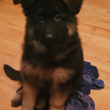 Stunning Long Haired German Shepherds