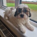 Beautiful  Shih Tzu / Bichion -2