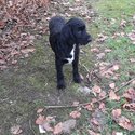 Beautiful labradoodle pups-4