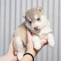 Available little Siberian husky hamsters! Pedigree FCI, tested.  1 girl and 2 boys fawn-white Oct 30-2