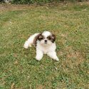 Shih Tzu-1