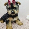 Home raised yorkie puppies for rehoming-2