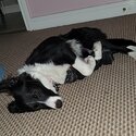 10 month old border collie-2