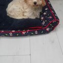 Cavachon male pup-1