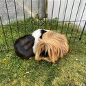 Guinea Pigs for adoption-0