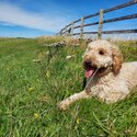 Male cockapoo-0