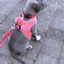 Grey American bully cross staffy -1