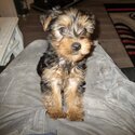 Yorkshire-terrier -1