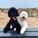 2 Miniature Poodles -1