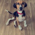 Beagle for sale -3