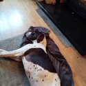 German short-haired x English pointer Cross rehoming-1