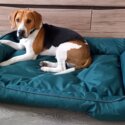 Beagle Male (11 Months Old)-0