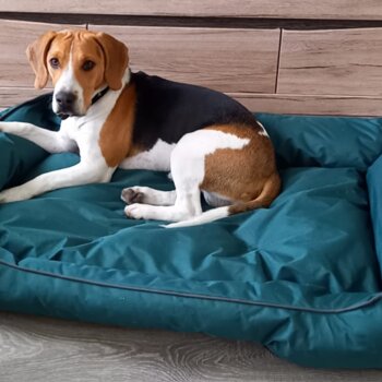 Beagle Male (11 Months Old)