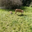 Hungarian vizsla from Ukraine -0