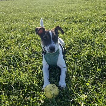 Miniauture Jack Russel Pup