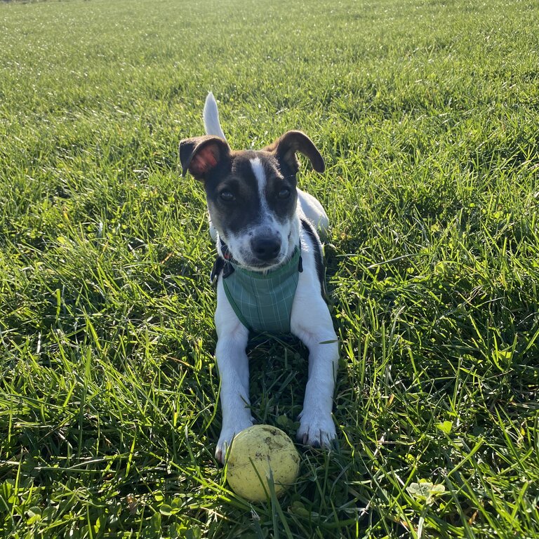 Miniauture Jack Russel Pup