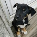 Australian kelpie/Welsh Collie sheepdogs-4