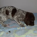 German shorthaird pointer pups for sale-3