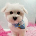 Super adorable Teacup Maltese Puppies-1