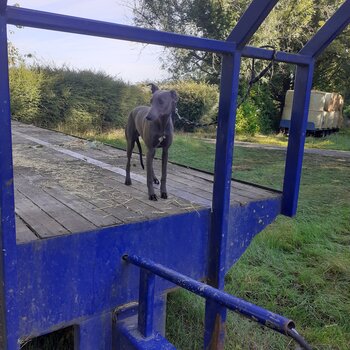 Blue whippet