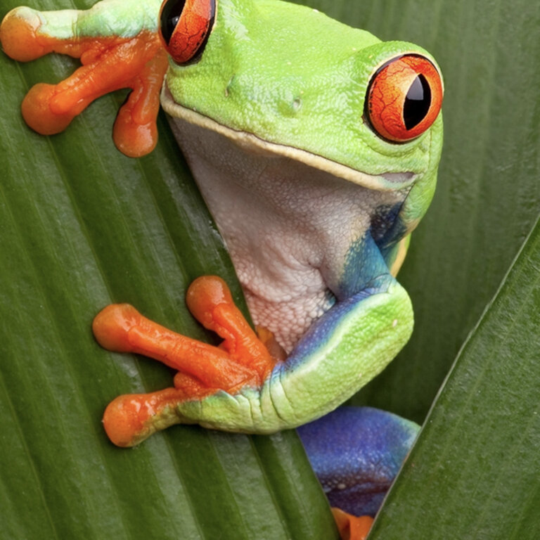 Red Eye Tree Frogs (Agalychnis callidryas)