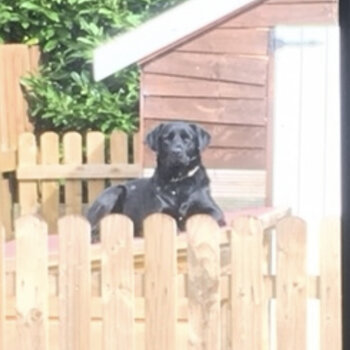 Gentle black Labrador cross Collie