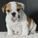 Well Trained Gorgeous English Bulldog Puppies-1